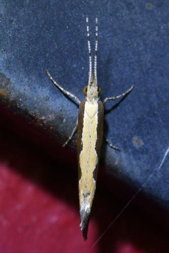 Plutella xylostella